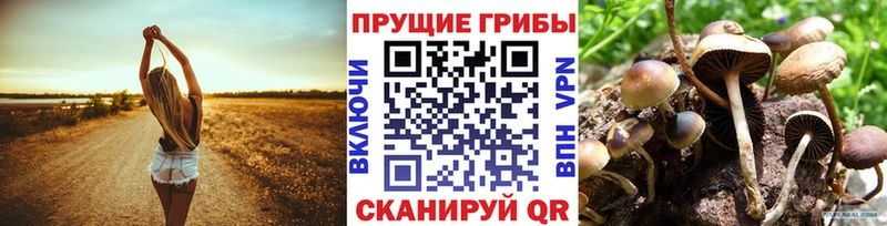 Галлюциногенные грибы Psilocybine cubensis  hydra tor  Карачаевск 